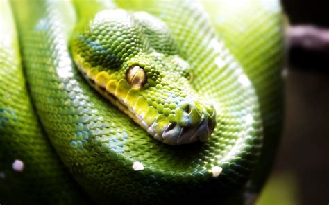 🔥 [50+] Green Snake Wallpapers | WallpaperSafari