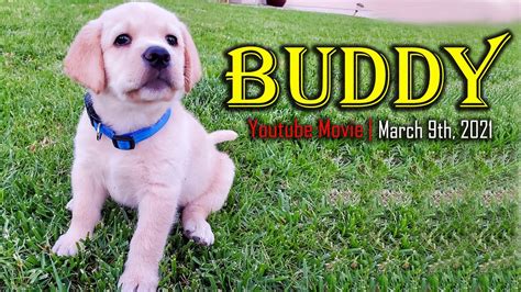 What Are The Names Of The Buddy Puppies