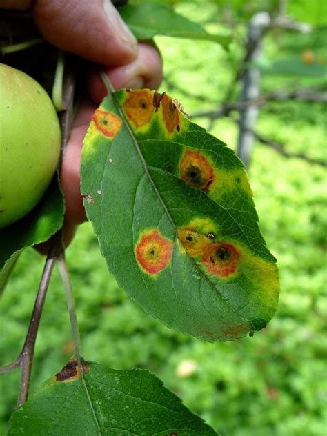 Diseased hawthorn tree - pennlive.com