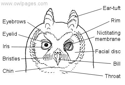 Owl Eye Anatomy - Anatomy Book