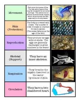 Characteristics of Vertebrates by Moore Allred Montessori | TpT