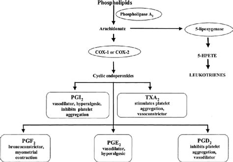 Unlocking the mystery of paracetamol mechanism of action and existance ...