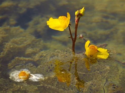 50+ Bladderwort Plant Facts