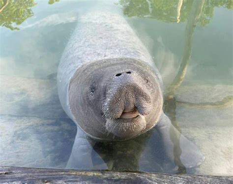 Empowering Indigenous Community-led Manatee Conservation in Quintana ...