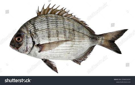 Fish Sargo White Seabream Isolated On Stock Photo 2206616183 | Shutterstock