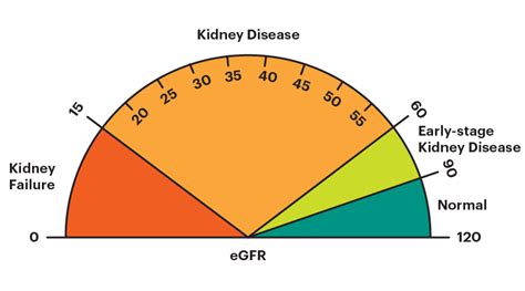 Estimated Glomerular Filtration Rate (eGFR) | National Kidney Foundation