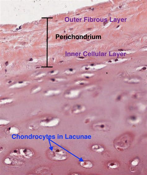 Cartilage/Bone/Muscle Histology Notes – Medical Histology – Jacobs ...