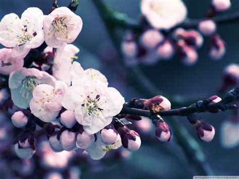 Cherry Blossom Backgrounds - Wallpaper Cave