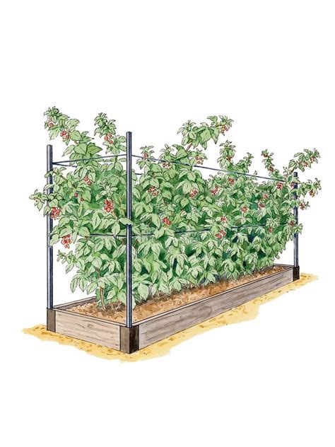 Growing Raspberries - Raspberry Raised Bed System | Gardeners.com