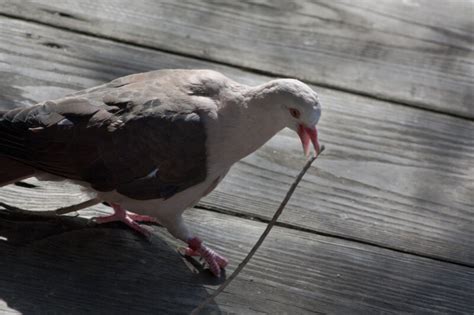 Mauritius Pink Pigeon | ClipPix ETC: Educational Photos for Students ...