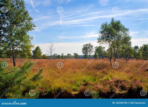 National Park Hoge Veluwe, Otterlo, Gelderland, the Netherlands Stock ...