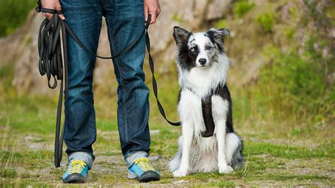 ¿Cómo Enseñar a un Perro a Rastrear? – Patitas Arriba