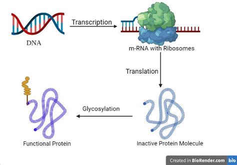 Diagrammatic representation of glycosylation process of protein ...