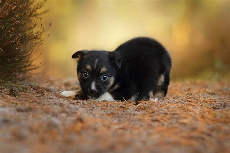 Fondos de pantalla : Animales, perro, fauna silvestre, Cachorros ...