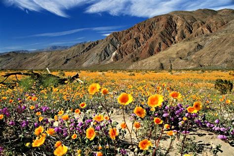 A Rare Super Bloom Of Desert Flowers Will Be The Pop Of Color Your IG ...