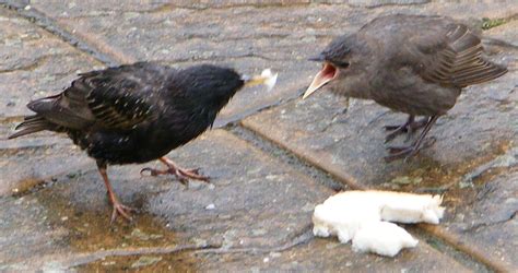 File:Birds eating bread.jpg - Wikipedia