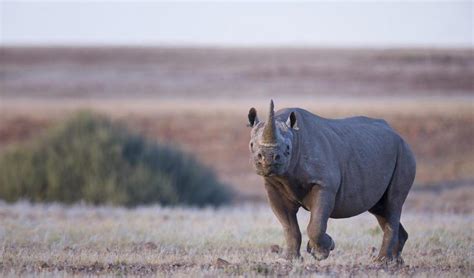 Namibia’s Incredible Desert Adapted Animals