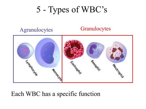 5 Types Of White Blood Cells Spesial 5 | Images and Photos finder