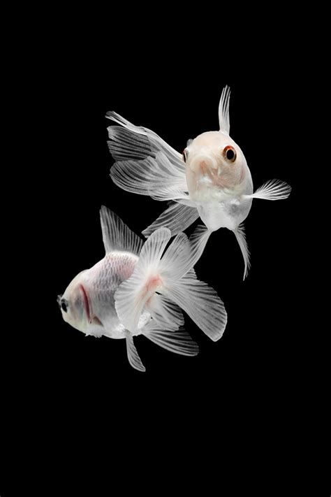 GOLDFiSH white :: Behance