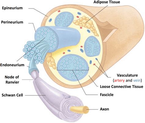 Nerve In Cross Section Nervous System Peripheral Nerve Endocrine System ...