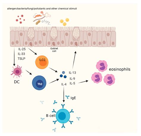 Mechanism Of Dupixent