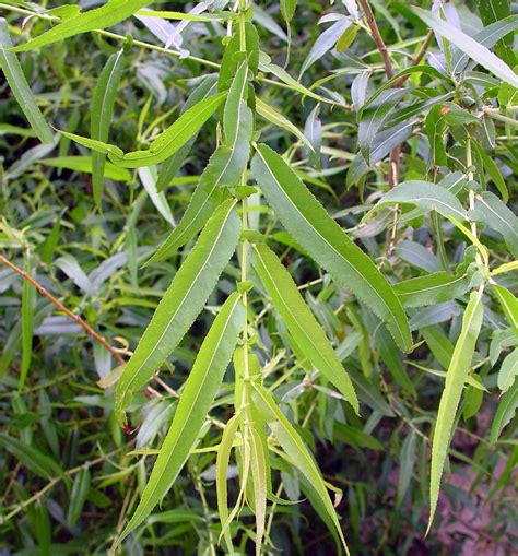 Black willow leaves | Willow tree, Willow leaf, Evergreen shrubs