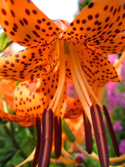 ANDREA WHITE PHOTOGRAPHY + DESIGN: ORANGE TIGER LILY