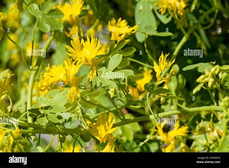 Canary Creeper Tropaeolum peregrinum yellow flowers Stock Photo - Alamy