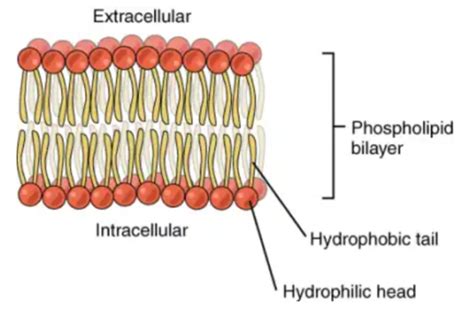 Animal Cell Membrane Lipids / 3d Illustration Of Cell Membrane And ...