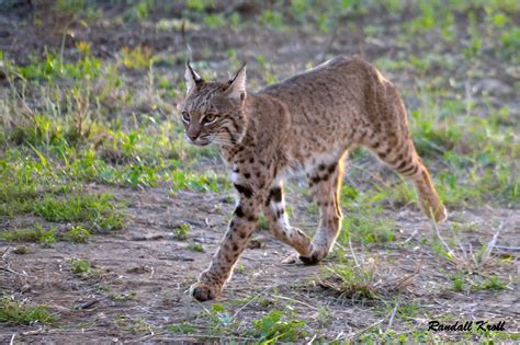 30 HQ Images Big Cats In East Texas / Texas Cryptid Hunter: Big Cats in ...