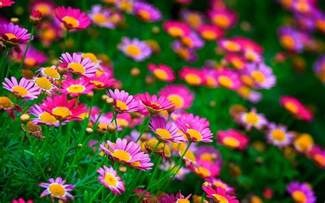 flower, Flowerrs, Nature, Landscape Wallpapers HD / Desktop - DaftSex HD