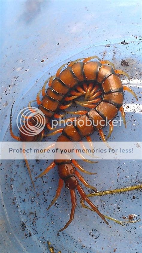 Scolopendra subspinipes subspinipes | Arachnoboards