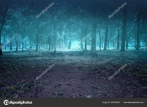 Haunted Forest Smoke Fog Night Scene Background Halloween Concept Stock ...