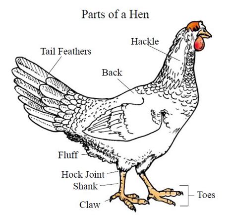 Parts of a Hen | Chicken anatomy, Chicken breeds, Chicken pictures