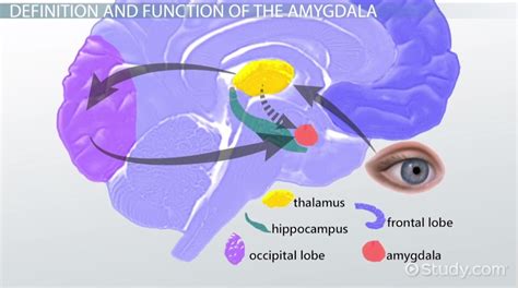 Amygdala | Definition, Function & Location - Video & Lesson Transcript ...