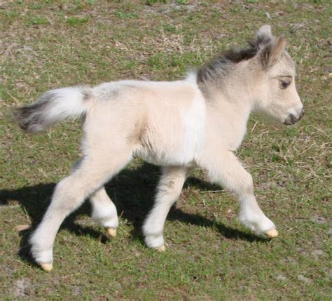 Miniature Horse Care - Minature Horse Foals