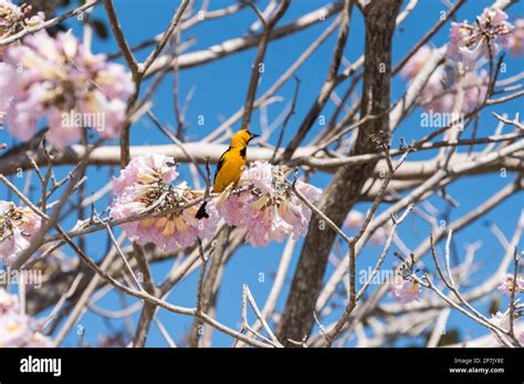 Altamira Oriole (Icterus gularis) feeding on flowers in Tabasco state ...