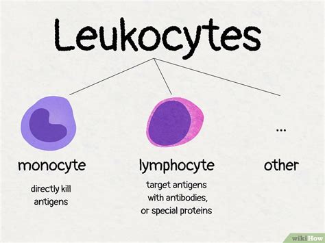 Monocyte vs Lymphocyte: 8 Important Differences