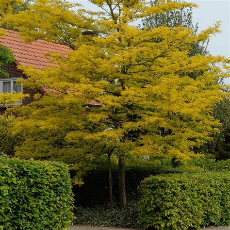 Gleditsia triacanthos Sunburst® | White flower farm, Ornamental trees ...