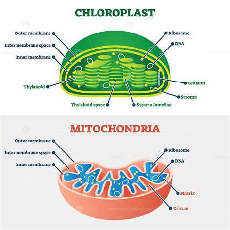 Chloroplast vs mitochondria vector illustration - VectorMine