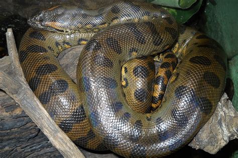 Green Anaconda Facts, Size, Weight, Habitat, Diet, Pictures