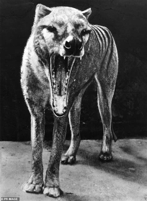 Australian man believes he has spotted a family of Tasmanian Tigers ...