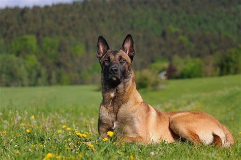 10+ Belgian Malinois Colors: All Options Explained