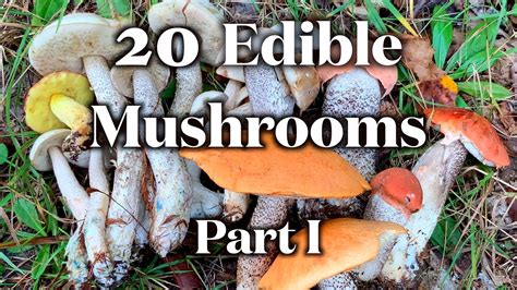 20 Edible Mushrooms I Can Identify Without Mistake. Part I - YouTube