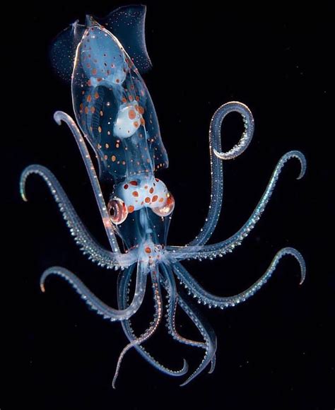 Neal Hoogenboom The giant axon of the squid is the largest known nerve ...