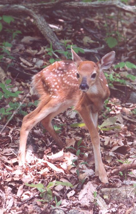 30 best Wildlife on the Appalachian Trail images on Pinterest ...