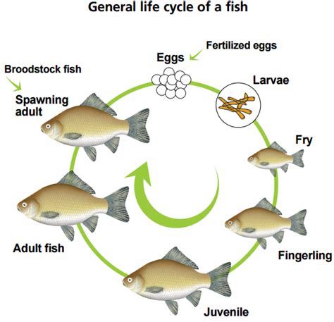 Fish in Aquaponics - RGJ Aquaponics