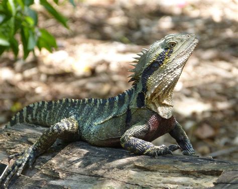 Wasserdrache/Eastern Water Dragon (Physignathus lesueurii) - Australien ...