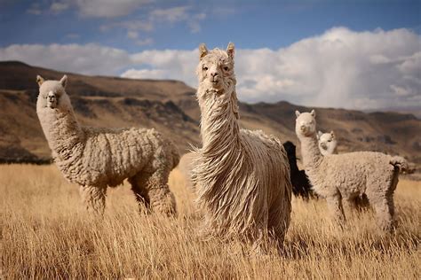 What Is The Difference Between Llamas and Alpacas? - WorldAtlas.com