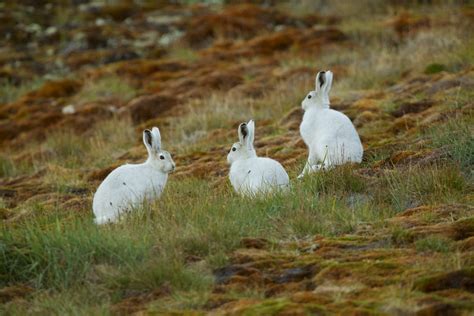 Wildlife in Greenland: Land mammals | Visit Greenland